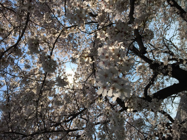 アメリカ ワシントンDCの桜