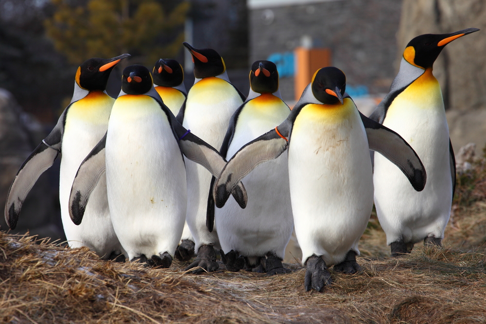 カナダ カルガリー動物園