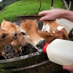 酪農王国「ニュージーランド」を一番感じられるのは「ファームステイ」！
