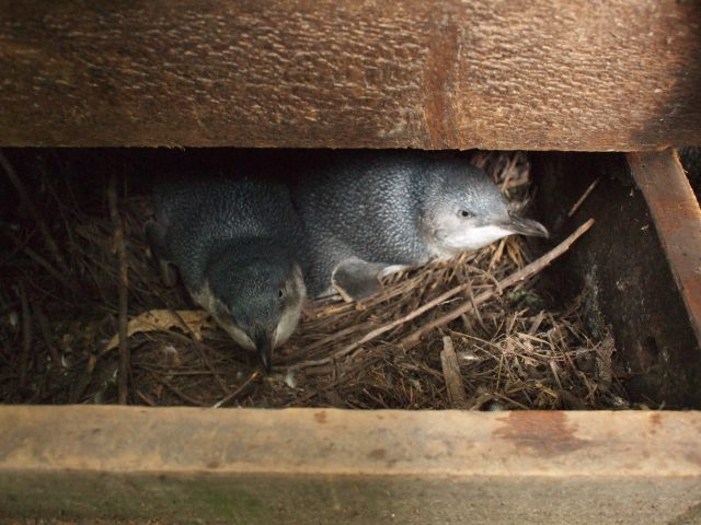 ニュージーランドの野生のペンギン