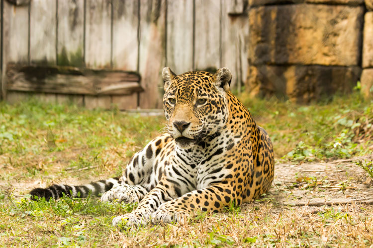 アメリカのマイアミ動物園