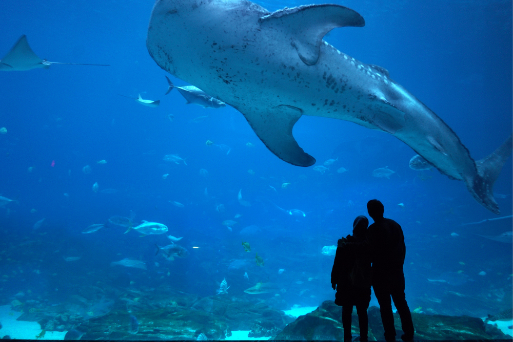 アメリカ アトランタ ジョージア水族館