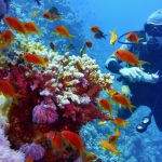 グレート・バリア・リーフで魚達と遊泳！オーストラリアでダイビング留学してみよう