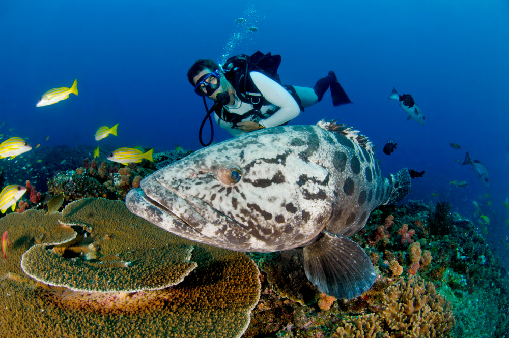 魚とダイバー