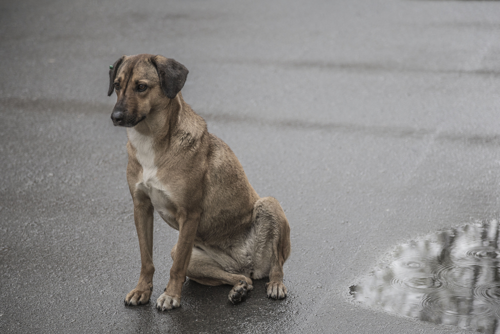 野良犬