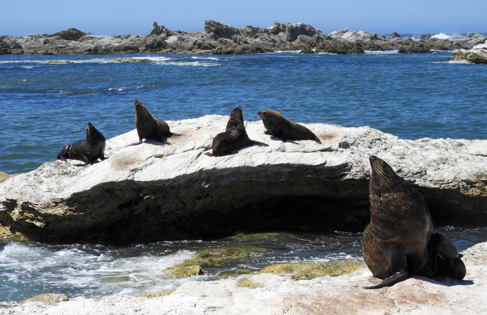 ニュージーランド、カイコウラ